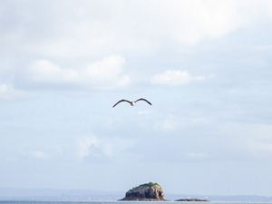 Seabird flying over bay with rocky island in background.