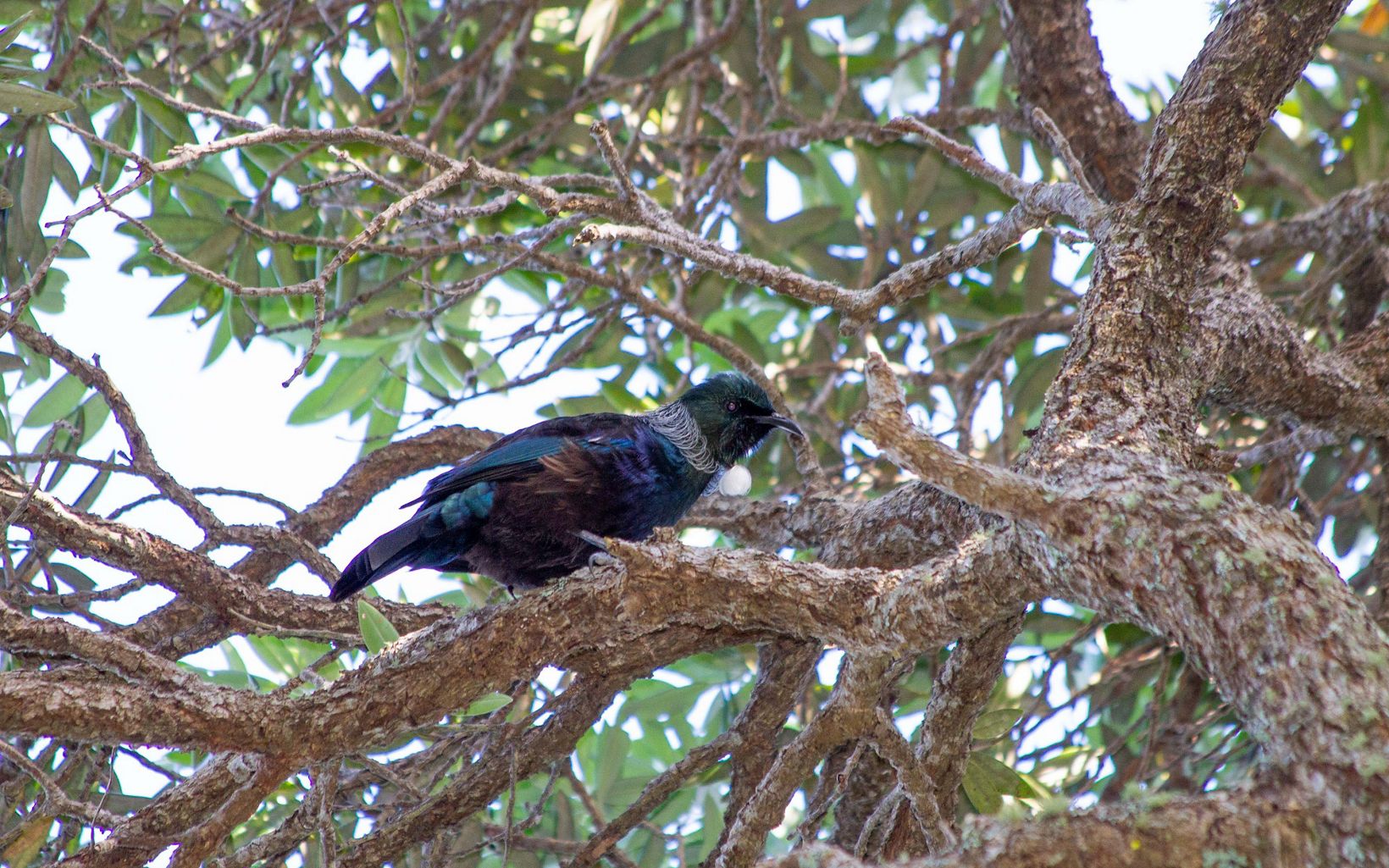 An endemic species that can be found throughout Aotearoa New Zealand, the Tui can imitate sound much like a parrot and has two small white tufts of feathers at its neck.