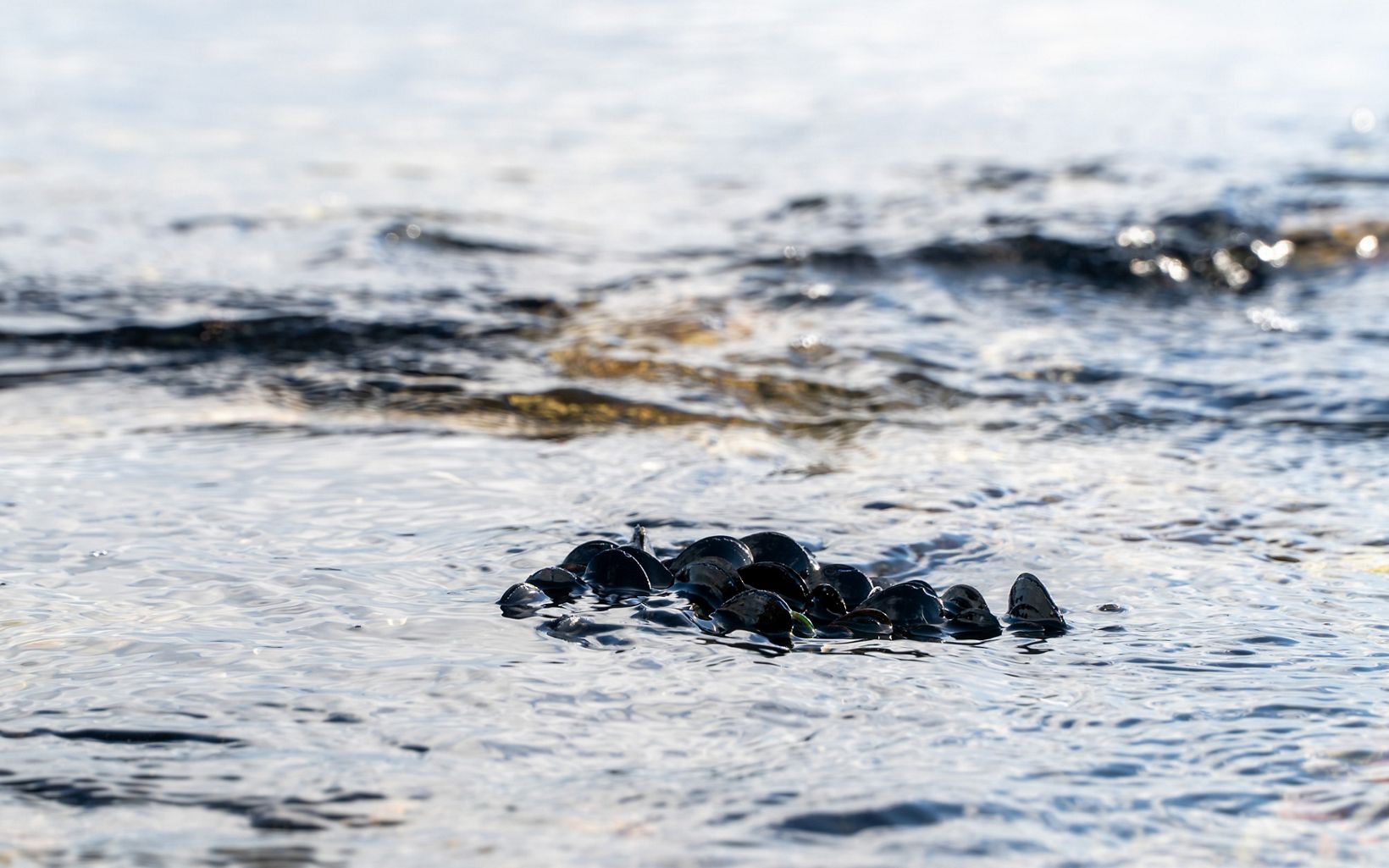 Submerged Mussel beds surrounding Otata are submerged under the incoming tide. © Ethan Kearns/The Nature Conservancy