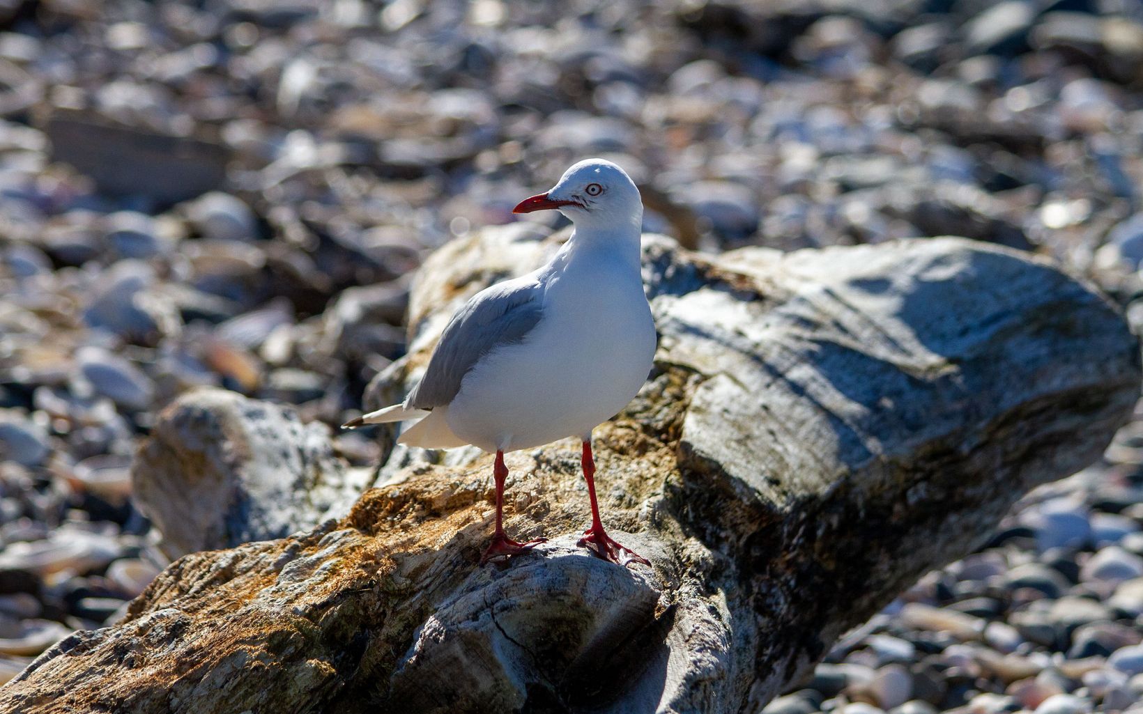 Red-billed Gull Endemic to New Zealand, this gull eyed us hopefully, keeping track of crumbs as we finished our snacks on the beach. Red-billed gulls breed widely on islands such as Otata. © Ethan Kearns/The Nature Conservancy