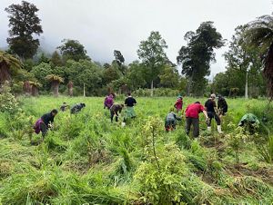 in the Te Hoiere catchment so young native trees can thrive.