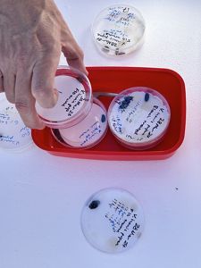 has been done to test the control of invasive wasps in New Zealand's South Island.