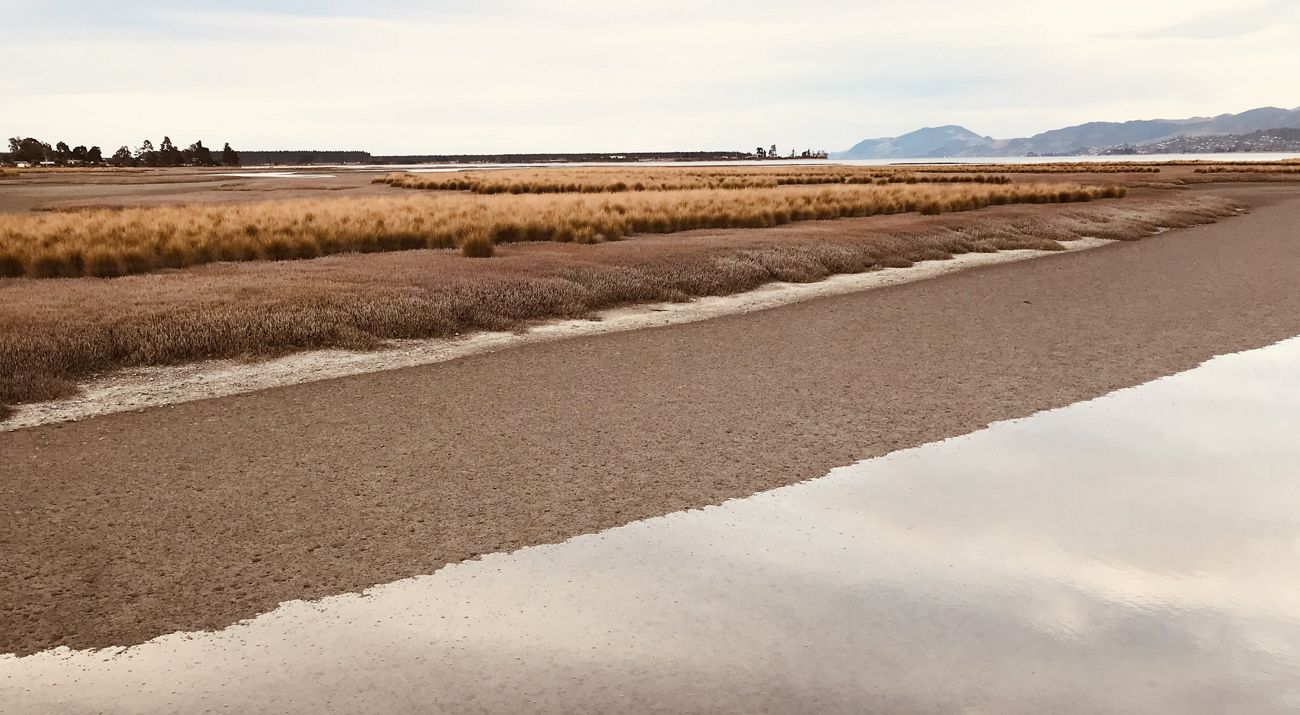 A field of golden grasses borders a beach area with a body of water in the foreground.