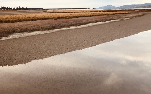 A field of golden grasses borders a beach area with a body of water in the foreground.
