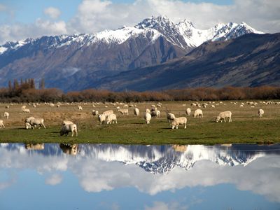 Flock of sheep in a pasture with snow-covered mountains in the background, all of which are reflected in still water in the foreground.