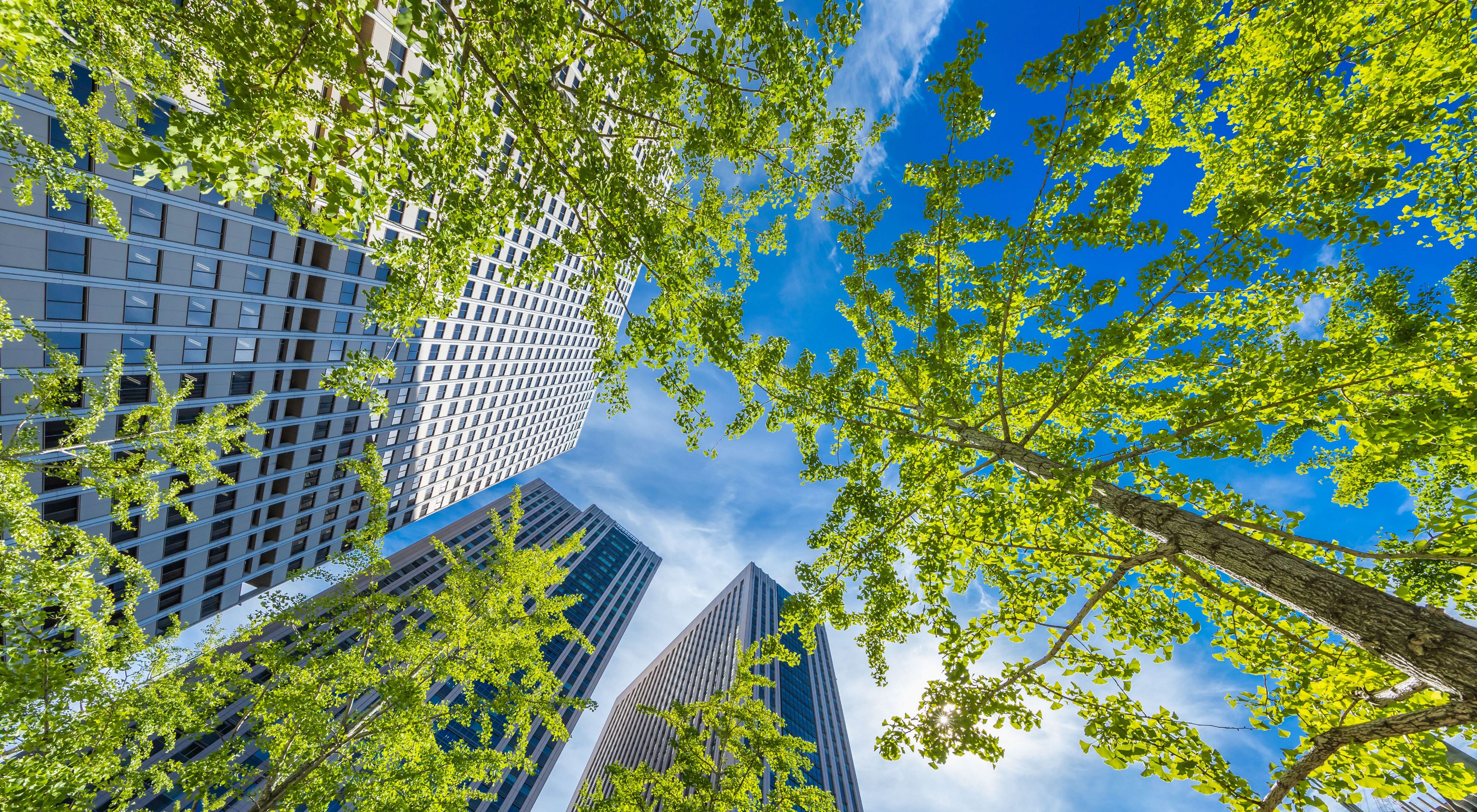 a view of trees over tall skyscrapers.