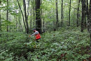 Jordan Luff stands among a large forest of trees and plants working to restore the land.