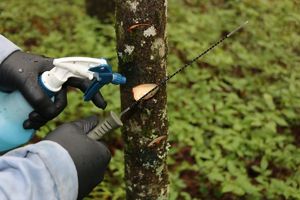 Staff from The Nature Conservancy cuts a groove into a tree to demonstrate restoration practices.