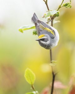 A Golden-winged Warbler rests on a tree branch.