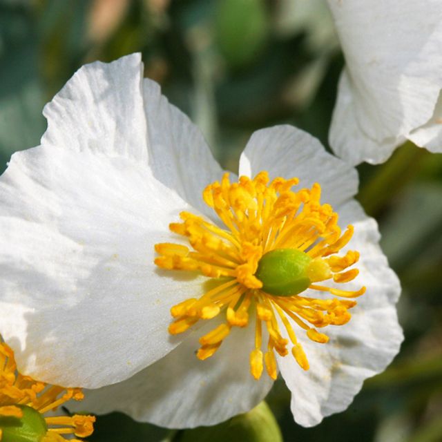 Closeup of a white flower with many bright yellow stamen.