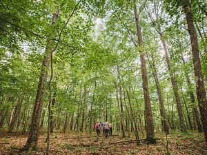 A group of people walk through an open forest of tall trees. 