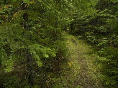This landscape represents one of the best remaining opportunities to protect open wetlands and conifer-dominated forest along the Lake Michigan coast.