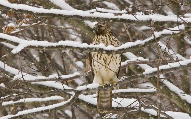Northern Harrier in a winter forest.