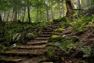 A rugged woodland trail of stairs winds through a forest.