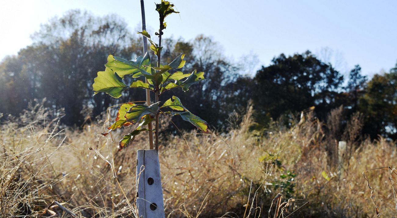 An oak tree seedling in a protective sleeve in a field.