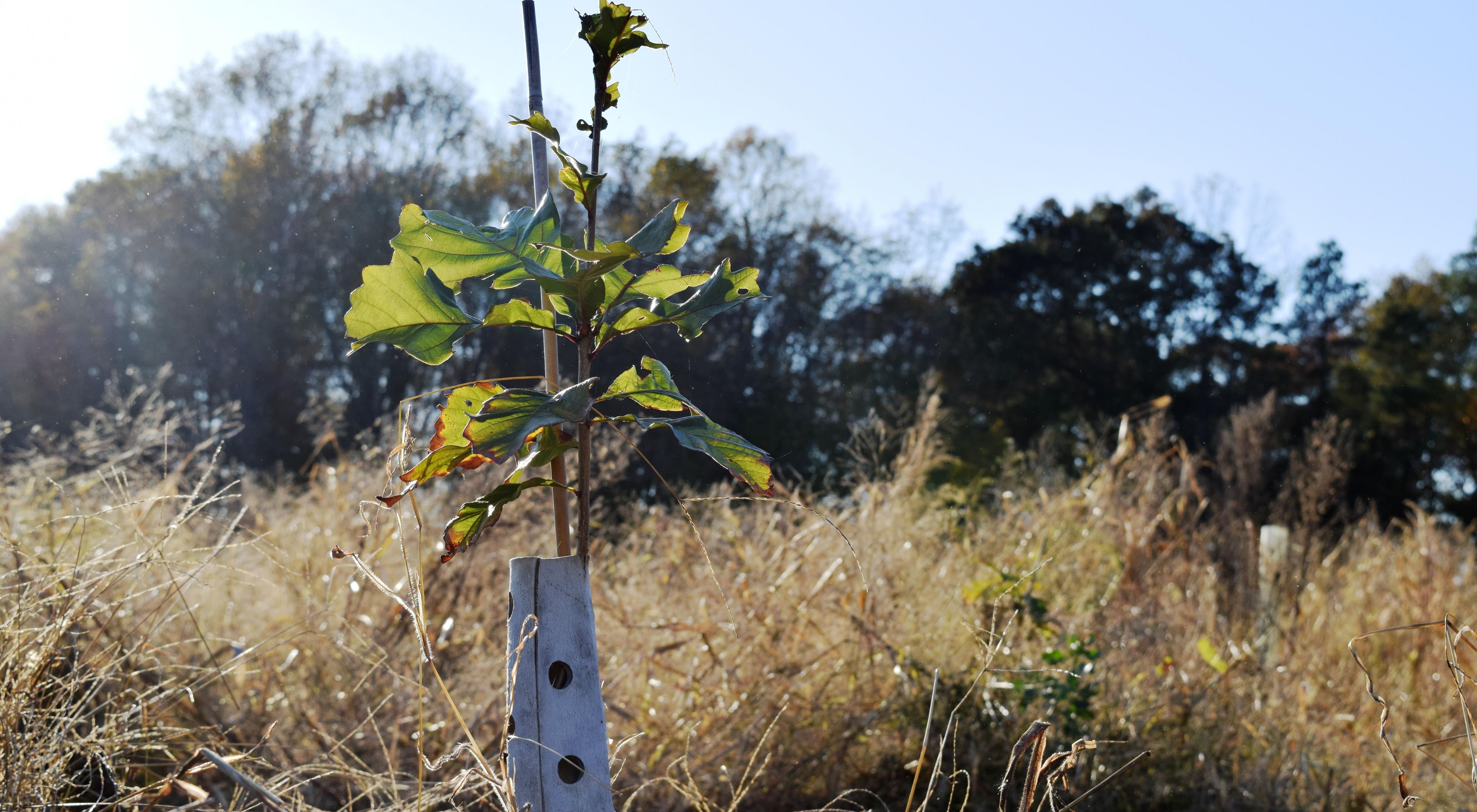 An oak tree seedling in a protective sleeve in a field. 