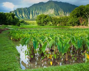 Landscape view of traditional farm in Hawaii, with mountain in background.