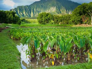 In partnership with Kāko‘o ʻŌiwi, TNC is reintroducing traditional farming to minimize flood damage, reduce sediments and nutrients flowing into Kāneʻohe Bay.