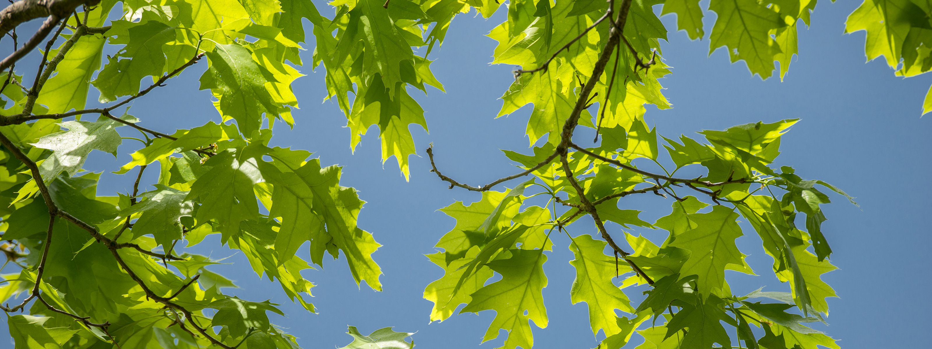 Leaves on a blue sky background. 
