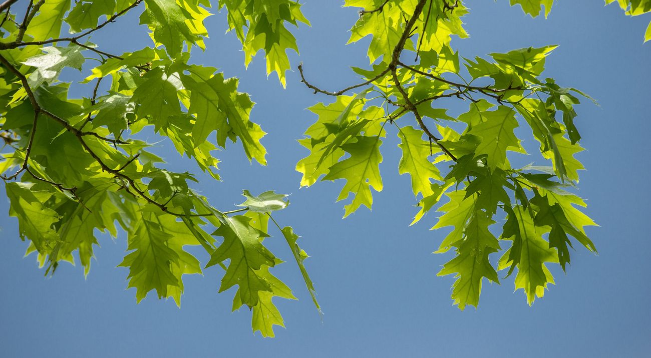 Oak Leaves