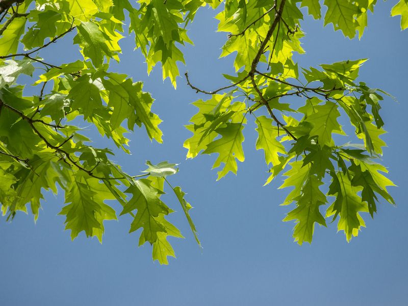 Oak leaves and bright, blue sky in background.