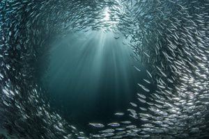 School of fish.