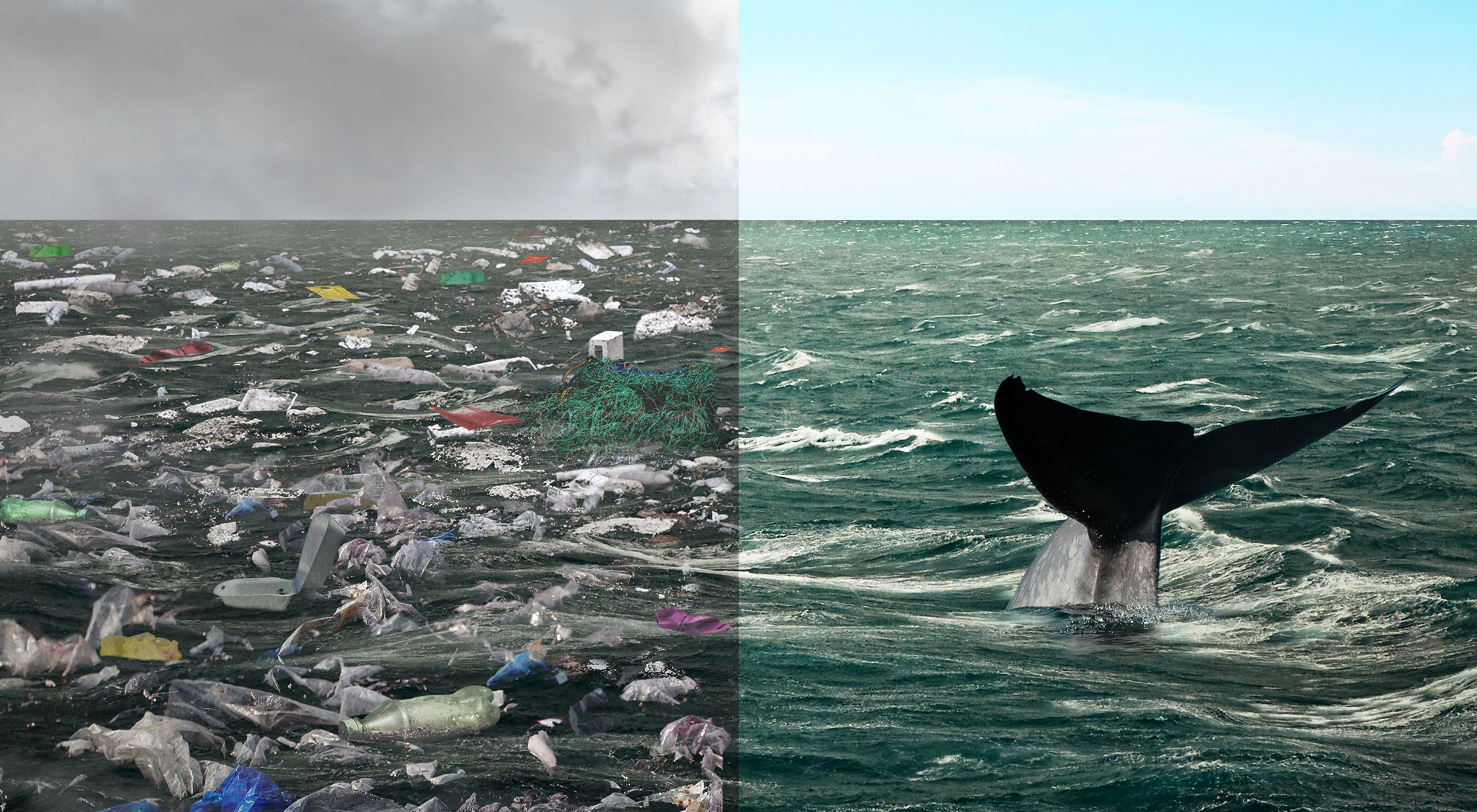 Split image of a whale in clean water vs an ocean full of trash and plastic.