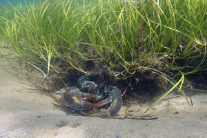An adult American lobster with large claws and a blue-black shell hides at the edge of a bed of bright green seagrass.