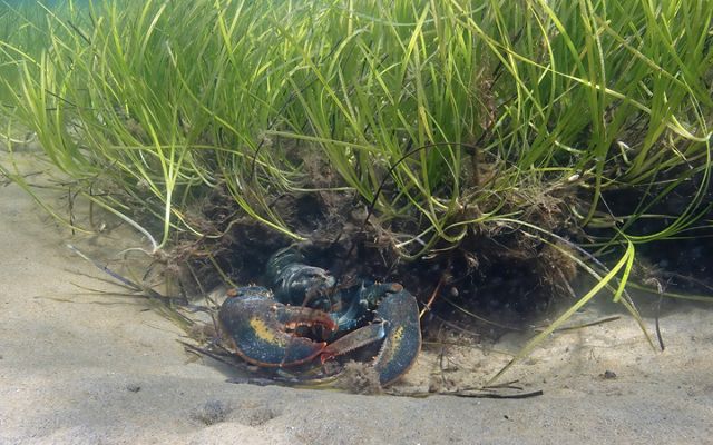 An adult American lobster with large claws and a blue-black shell hides at the edge of a bed of bright green seagrass.