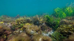 A vibrant mix of bright green eelgrass and golden seaweeds cover the uneven ocean floor with greenish water above.