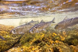 An underwater photo features small silver-colored fish swimming together in a shallow stream over a rocky bottom.