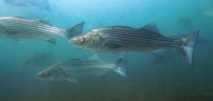 Close shot of a large silver-colored bass with thin black stripes from head to tail, with three other bass swimming in the background.