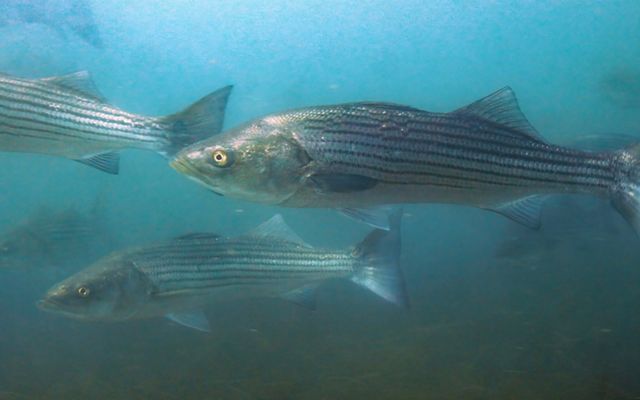 Close shot of a large silver-colored bass with thin black stripes from head to tail, with three other bass swimming in the background.
