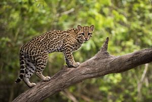 An ocelot looks at the camera while standing on a tree branch with blurry trees in the background.