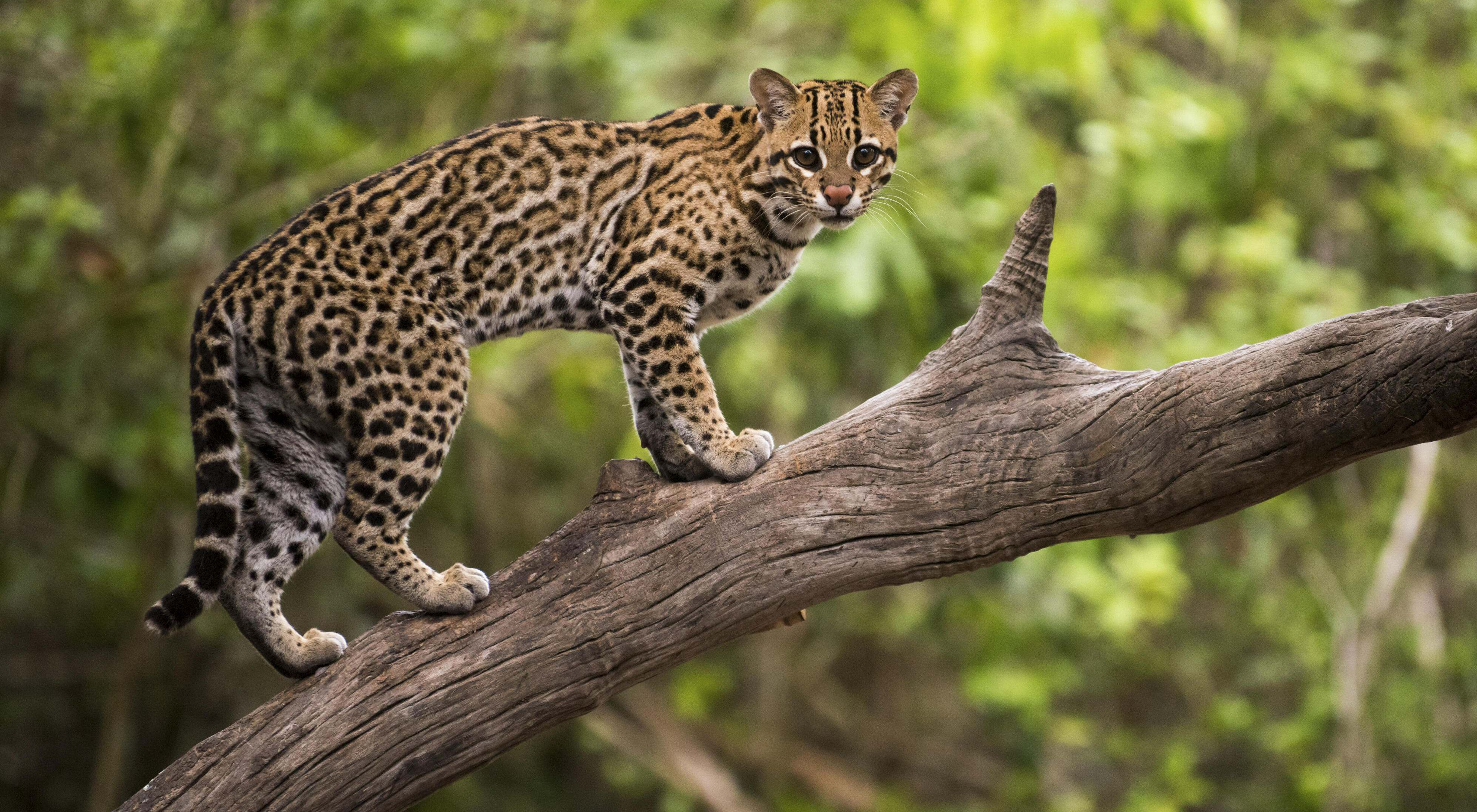 Closeup of an ocelot standing on a branch and looking at the camera.