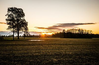 The sun rises over a field and trees.