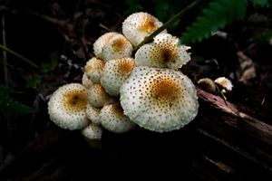 Mushrooms growing on a log.