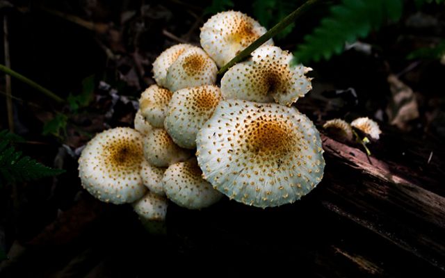 pholiota mushroom