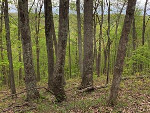 Trees stand on edge of deep ravine in forest at the Edge of Appalachia Preserve.