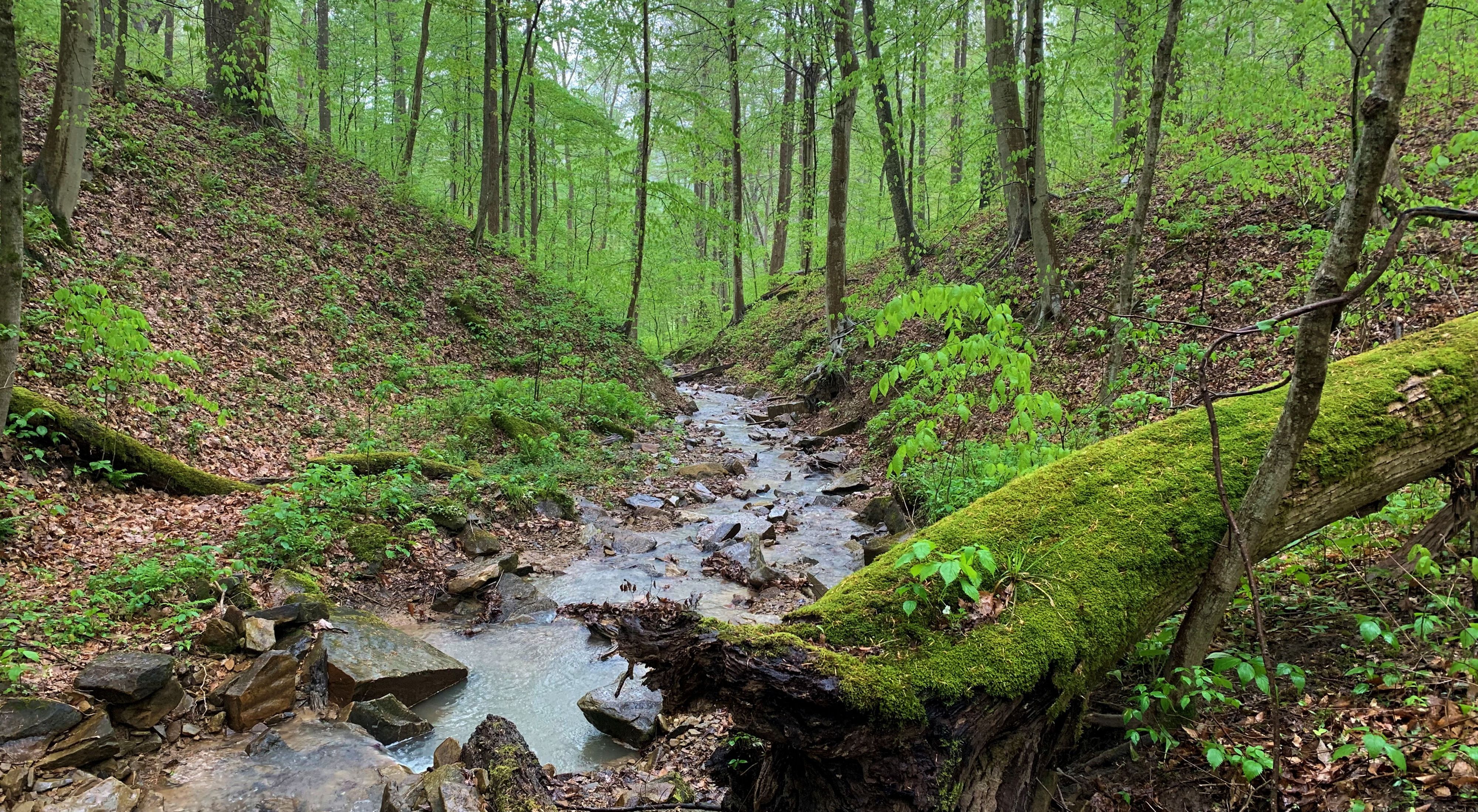 Lush green vegetation surrounds stream in forest.