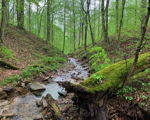 Lush green vegetation surrounds stream in forest.