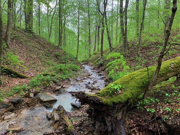 Stream flows through forest within Sunshine Corridor at Edge of Appalachia Preserve.