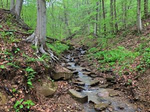Rocky stream flows through green forest at Edge of Appalachia Preserve.