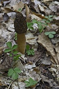 A black morel mushroom growing out of leaf-covered dirt.
