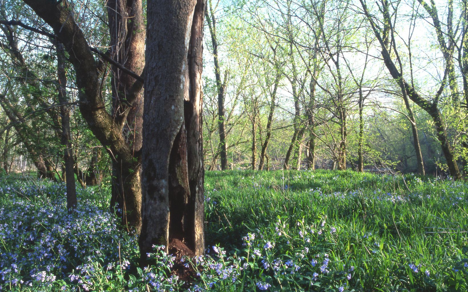 Spring Wildflowers Virginia bluebells (Mertensia virginica) bloom at the Edge of Appalachia Preserve. © Richard Baumer
