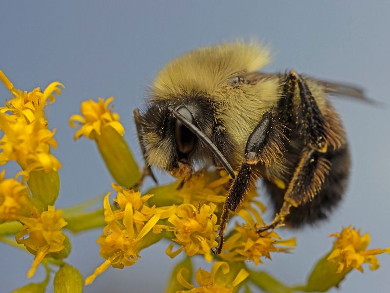 A large bumble bee collects pollen from goldenrod.