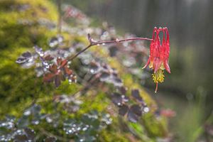 A red wildflower growing out of moss-covered rock.