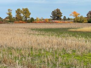 Agricultural field with trees in distance.