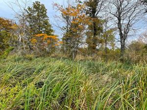 Tall grasses in field with trees in distance.