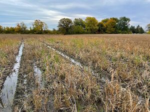 Wet agricultural fields with trees in distance.
